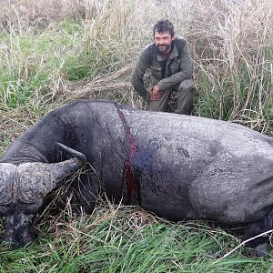 Buffalo Tanzania