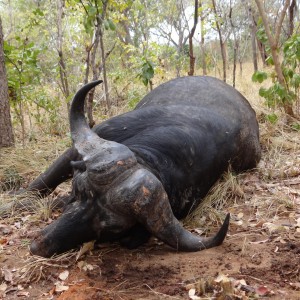 Buffalo Tanzania