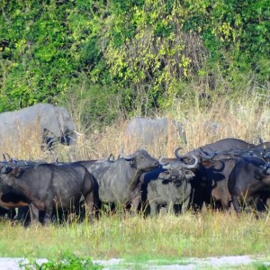 Buffalo Tanzania