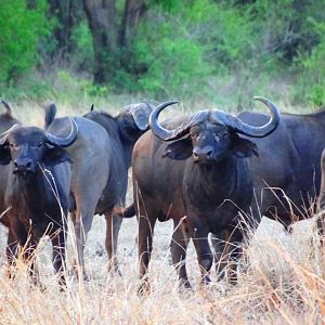 Buffalo Tanzania