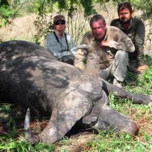 Buffalo Tanzania