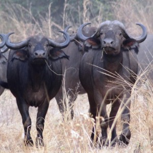 Buffalo Tanzania