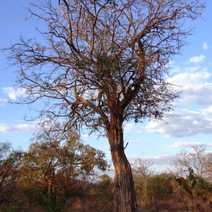 Ebony tree Tanzania