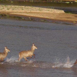 Selous Tanzania