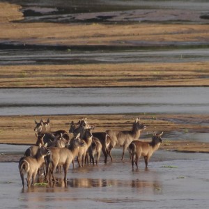 Selous Tanzania