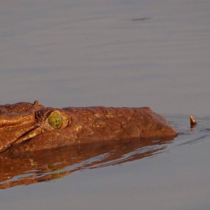 Croc Selous Tanzania