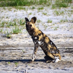 Wild Dog Selous Tanzania