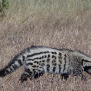 Civet Selous Tanzania