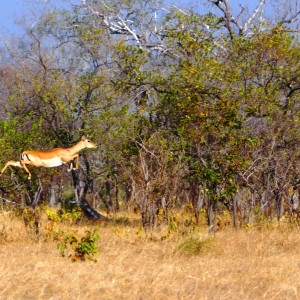 Impala Selous Tanzania