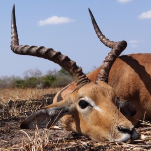 Impala Selous Tanzania