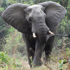 Elephant Tanzania