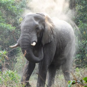 Elephant Tanzania