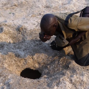 Drinking out of Elephant water hole Tanzania