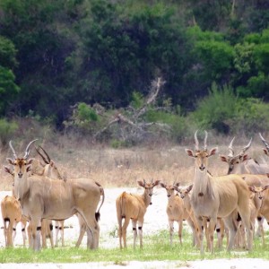 Eland Tanzania