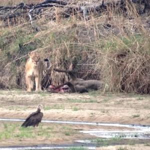 Lion Tanzania