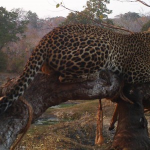 Leopard Tanzania