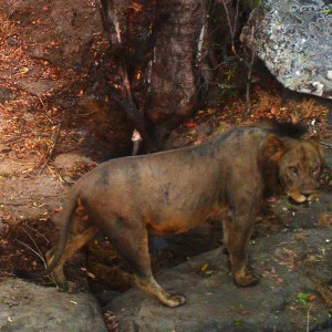 Lion Tanzania