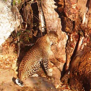 Leopard Tanzania