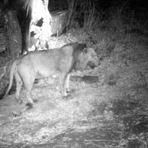 Lion Tanzania