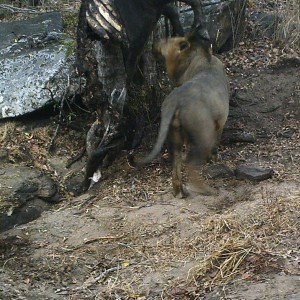 Lion Tanzania