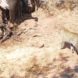 Leopard Tanzania