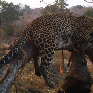 Leopard Tanzania