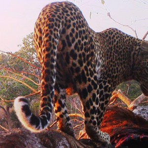 Leopard Tanzania