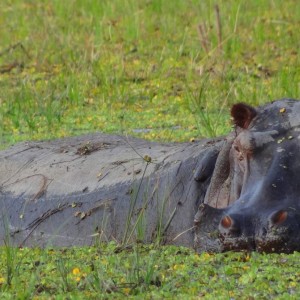 Hippo Tanzania