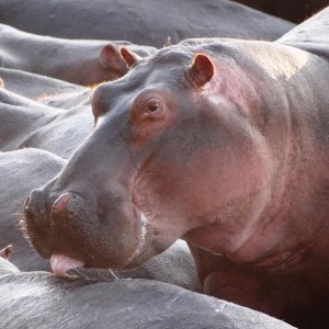 Hippo Tanzania