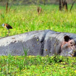 Hippo Tanzania