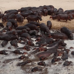 Hippo Tanzania