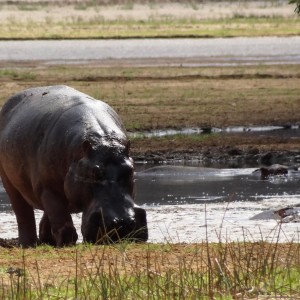 Hippo Tanzania