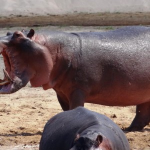 Hippo Tanzania