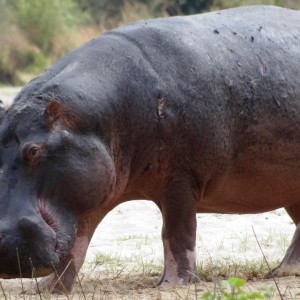 Hippo Tanzania