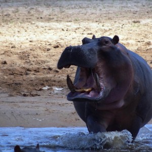 Hippo Tanzania