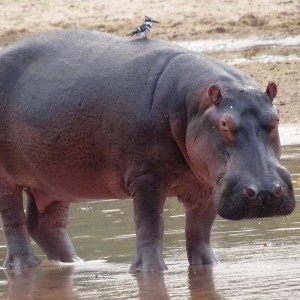 Hippo Tanzania