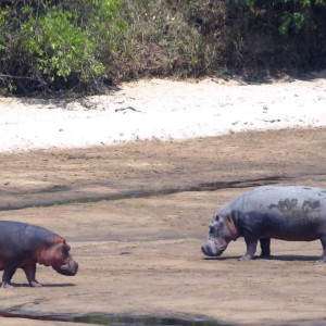 Hippo Tanzania