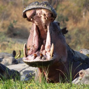 Hippo Tanzania