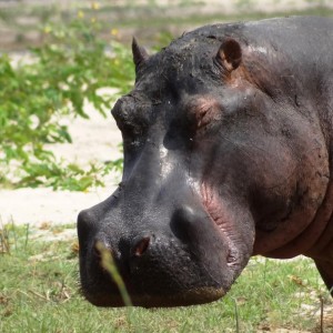 Hippo Tanzania