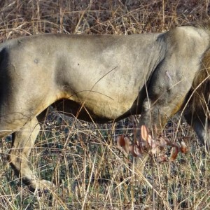 Lion Tanzania