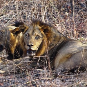 Lion Tanzania