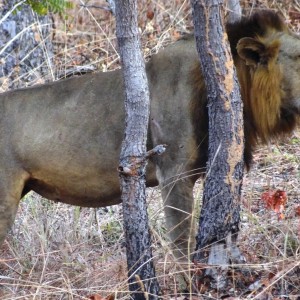 Lion Tanzania