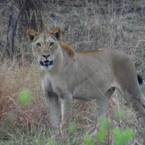 Lion Tanzania