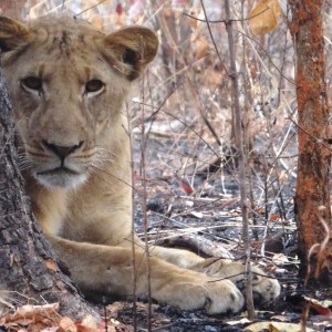 Lion Tanzania