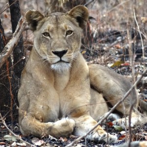 Lion Tanzania