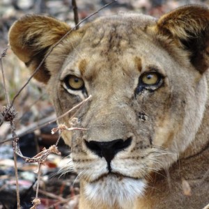 Lion Tanzania