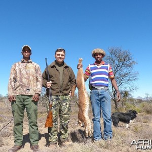 Caracal hunt with Wintershoek Johnny Vivier Safaris