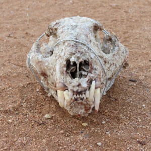 Leopard Skull