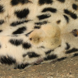 Male Leopard Genitals