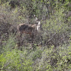 Greater Kudu Namibia